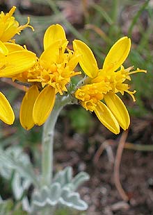  ragwortgrey photo ragwortgrey0004s.jpg (14 k)