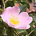 rosedog092s.jpg