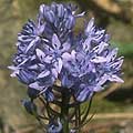 scilla081s.jpg