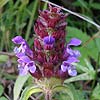 selfheal0004ss.jpg