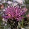 serratula042ss.jpg