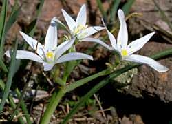 Star of Bethlehem photo starbeth044.jpg (10 k)