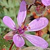 storksbill0007ss.jpg