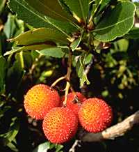  strawb photo strawb59.jpg 