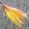 tulipaaus0002ss.jpg