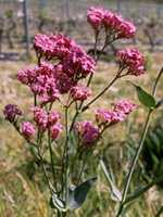  Valerian Red photo valerian082.jpg (7 k)
