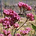 valerian082s.jpg