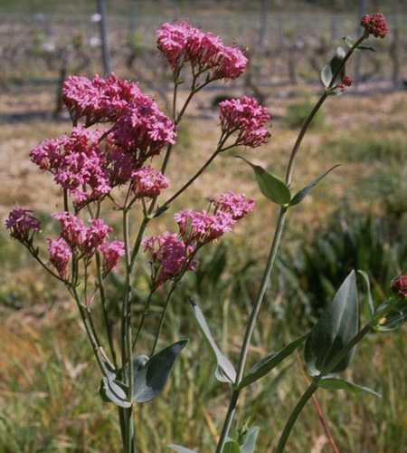  valerianred photo valerian083b.jpg (30 k)