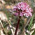 valeriana062s.jpg