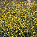 woad092s.jpg