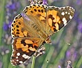 Orange Butterfly big photo