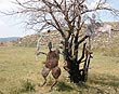 photo calernart04j0068th.jpg