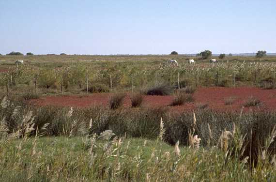  Camargue photo camargue030b.jpg (25 k)