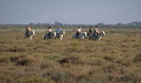  Camargue photo camargue77b.jpg (13 k)