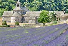  Senanque Abbey photo lavender-senanque0041s.jpg (9 k)