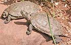 European Pond Terrapin photo 