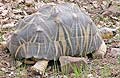 The Madagascar starred tortoise photo 