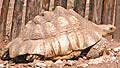 The Snapping tortoise photo 