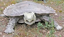  Turtle Village photo turtlevlginfo0064s.jpg (10 k)