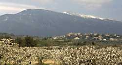  Ventoux Mountain photo ventoux07.jpg (7 k)