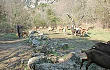 Fellow travellers on the GR51 at