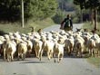 sheep thumbnail