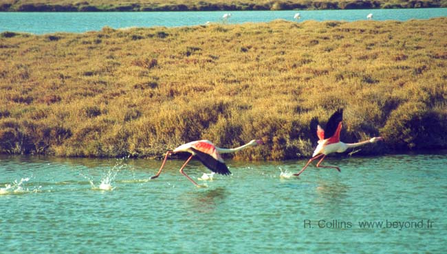  Favorite Hideaway photo flamingo001b.jpg (51 k)