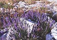  Lavender photo lavender1.jpg (10 k)