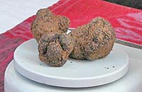  Truffles photo richerenches0035s.jpg (7 k)