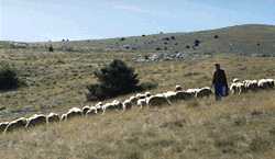  Transhumance photo sheep95causs090s.jpg (6 k)