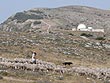 sheep thumbnail