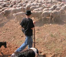  Transhumance Montauroux photo sheepmontaur0013s.jpg (12 k)