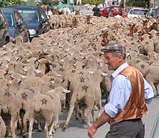  Transhumance St Etienne-de-Tin&eacute;e photo stetientransh0015s.jpg (15 k)