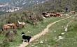 Shepherd, flock and sheepdog in the