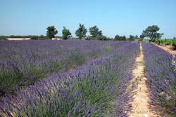 picsvill2//lavender-quinson0011b250.jpg