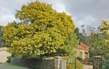  Rayol-Canadel-sur-Mer photo rayolcanadel0040s.jpg (9 k)