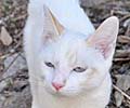 Cat guide for the Chateau Valbelle