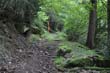 Shady trail south of Venanson