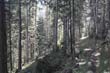 Monochrome trail in the deep forest