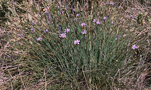  Aphyllanthes photo aphyllan073b.jpg