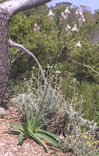  Asphodel, Common photo asphodelco076.jpg