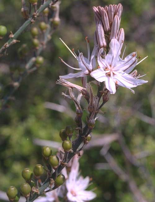  Asphodel, Common photo asphodelco078.jpg