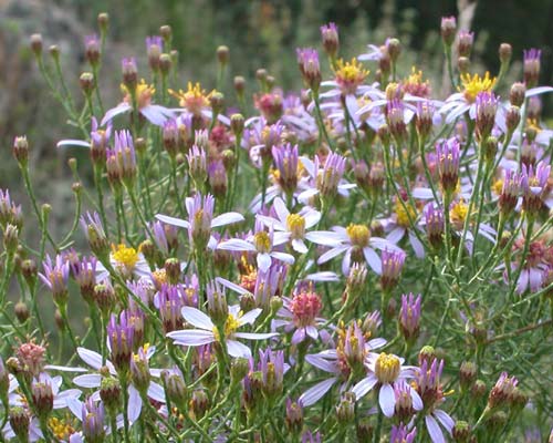  Aster Sedifolius photo astersedi0004.jpg