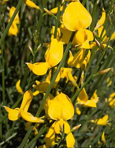  Broom, Spanish photo broom070b.jpg