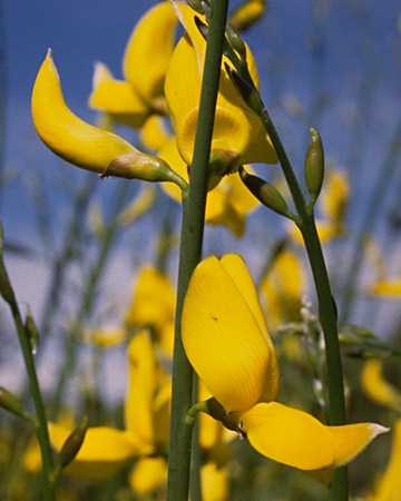  Broom, Spanish photo broom071b.jpg