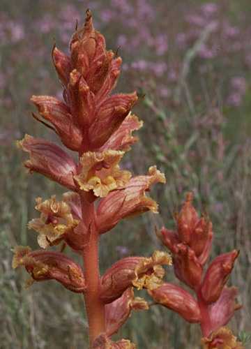  Broomrape photo broomrape74b.jpg