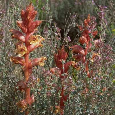  Broomrape photo broomrape76b.jpg