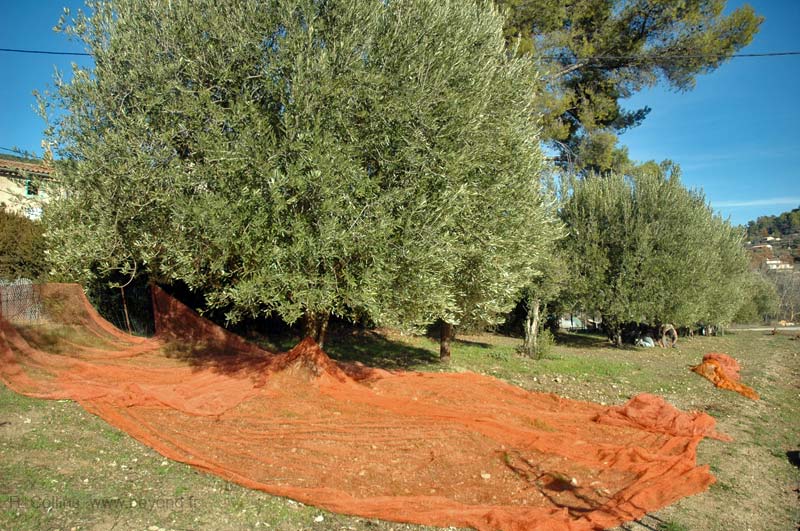  Olive photo callas-olivier0080b.jpg