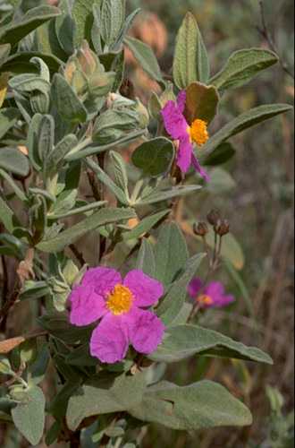  Cistus, Grey-Leaved photo cistusgray18b.jpg