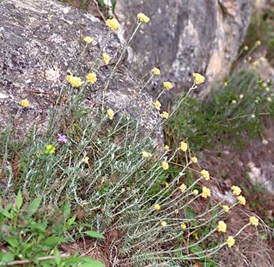  Curry Plant photo curry047b.jpg